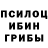 Псилоцибиновые грибы мицелий Nata Khunjgurua